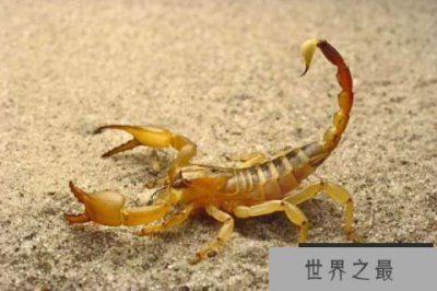 ​世界上毒性最强的蝎子，非巴勒斯坦毒蝎莫属