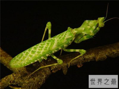 ​魔花螳螂外形艳丽捕食能力强大，雌性温顺不杀夫