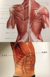 ​最详细全身肌肉拉伸细节教程：背部拉伸(二)