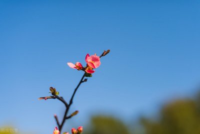 ​春天里的严冬