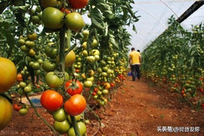 ​哪些肥料是氮肥、磷肥和钾肥？有机肥含什么肥料？蔬菜喜欢什么肥