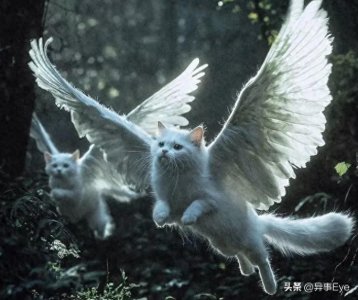 ​这种长着翅膀的猫被人们叫做“天使猫”，新的物种还是另有原因