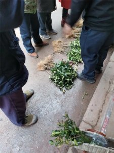 ​树辣椒骗局
