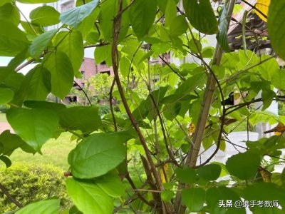 ​藤蔓的“蔓”怎么读？
