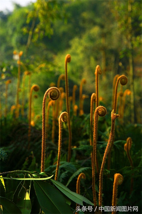 四川泸州：蕨苔成“音符”