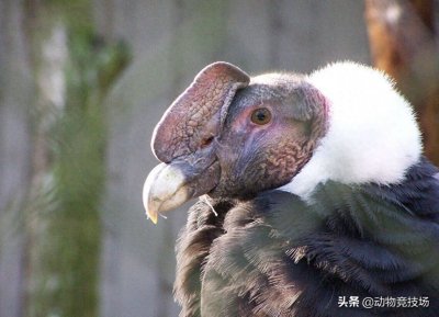 ​安第斯神鹫：只吃大型动物的尸体，身为鸟中之王却消失无踪？