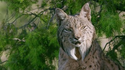 ​新一代“森林之王”猞猁，遇到凶猛的藏獒，究竟谁更厉害？