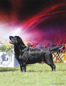 ​再创纪录！拉布拉多巡回猎犬连续28年蝉联美国最受欢迎品种