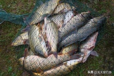 ​深秋野钓大鱼，4个最强连竿招数，果然百试百灵