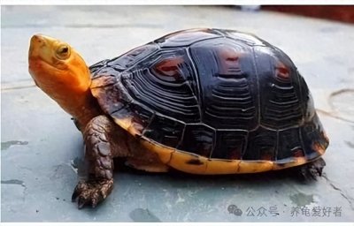 ​推荐四大闭壳龟品种，享受闭壳龟就从它们开始