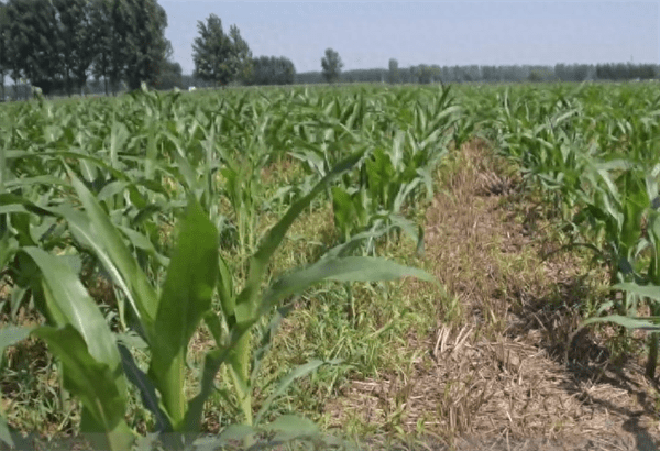 玉米药害用什么解药(玉米药害解救方法)