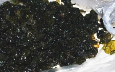 ​营养价值高的菜品新品种 地皮菜的好吃做法
