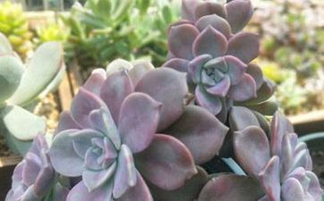 大溪水在日柱,日柱大溪水命什么意思
