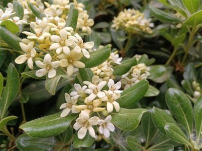 ​植物科普：常绿灌木海桐有什么特征和价值？