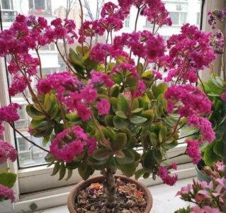 ​长寿花开完花，及时修剪，补上一种肥，很快长新芽