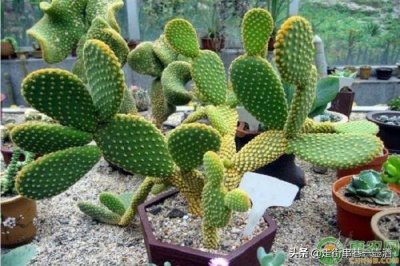 ​仙人掌的果实能吃吗？看完涨知识