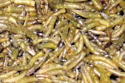 大开眼界：10大动物界中的雌雄同体生物！