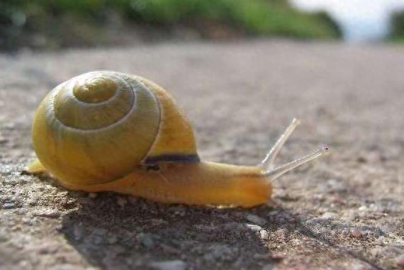 大开眼界：10大动物界中的雌雄同体生物！