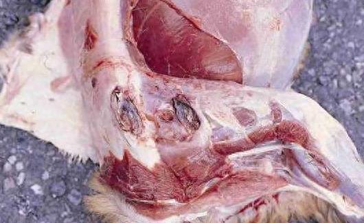 大开眼界：10大动物界中的雌雄同体生物！