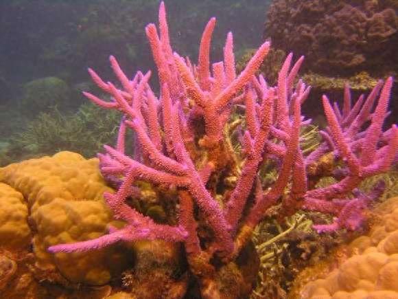 大开眼界：10大动物界中的雌雄同体生物！