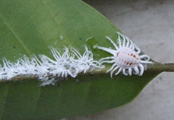 大开眼界：10大动物界中的雌雄同体生物！