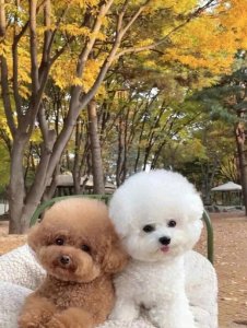 ​泰迪和比熊哪个智商更高？选狗狗前一定要看完！