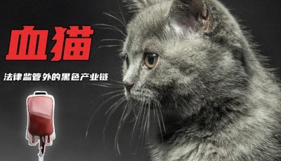 ​又见“血猫”，黑心产业链为何屡禁不止！
