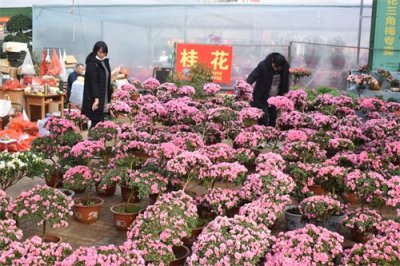​青州新春花市火爆