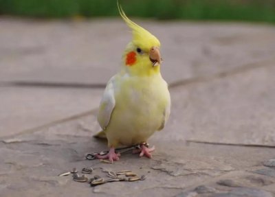 ​费氏鹦鹉养殖户的曲折路程