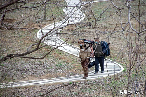 家住大山深处,听鸟语学鸟叫三十年,能把成群的“金凤凰”喊下山