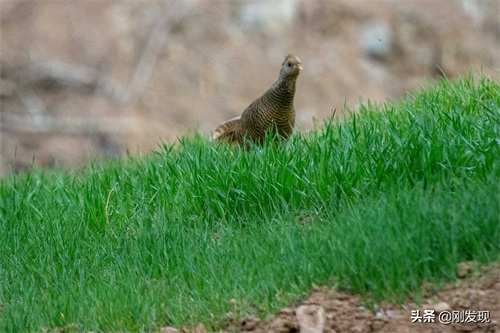 家住大山深处,听鸟语学鸟叫三十年,能把成群的“金凤凰”喊下山