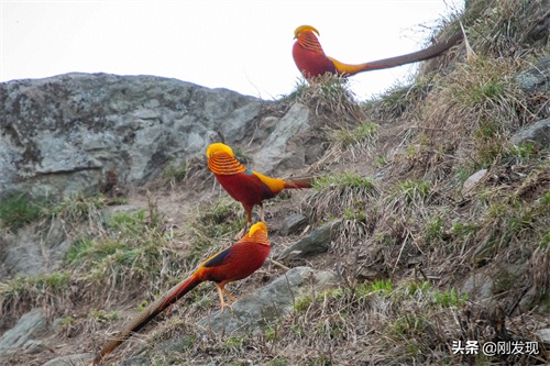 家住大山深处,听鸟语学鸟叫三十年,能把成群的“金凤凰”喊下山