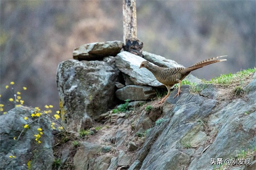 家住大山深处,听鸟语学鸟叫三十年,能把成群的“金凤凰”喊下山