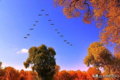 老李头的幸福生活