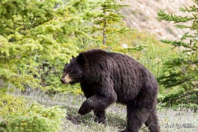 ​聊聊那些年老家“黑瞎子”的故事