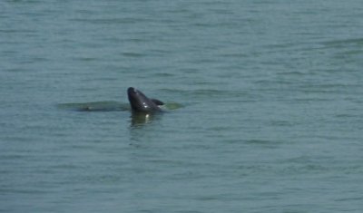 ​江豚比大熊猫还少，却称为“江猪”，10年禁渔能“绝地重生”？