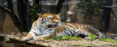 老虎的各种称呼 小老虎的称呼