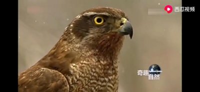 ​苍鹰—森林中不容忽视的猛禽