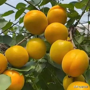 ​揭秘珍珠油杏：种植技巧与独特魅力！