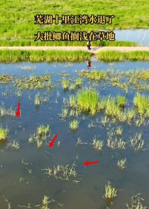 ​水退鱼搁浅？芜湖江滩出现密集鱼群，鲤鱼、草鱼、鳊鱼都有
