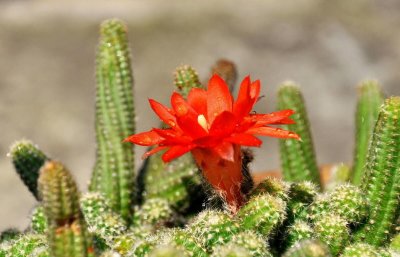 ​仙人指的养殖方法？牢记3点，新手也能养好仙人指