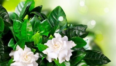 ​张家界旅游一般需要要多少钱？旅游到张家界花费需要多少