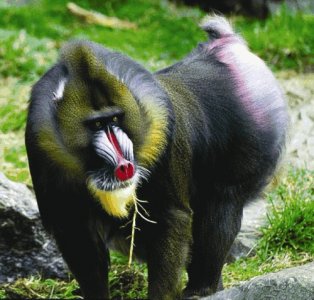 关于“山魈”是鬼狒狒的说法,里面应该是有什么误会