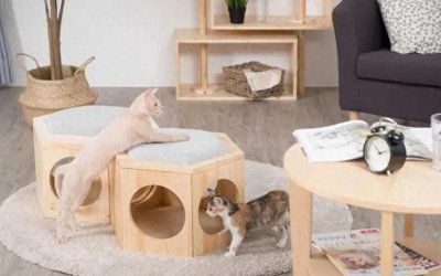 ​玄学？养猫还有风水讲究！看完涨知识了！