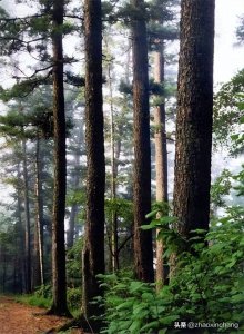 ​神奇物种——红松