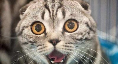 ​让猫咪害怕的6种东西，个个堪比“克星”