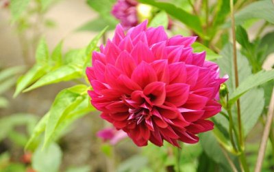 ​适合庭院种植常见的花卉有哪些？容姐给你推荐10种，看喜欢哪种？