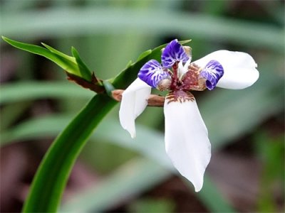 ​花木春秋203：巴西鸢尾 | 悄然行走像信徒