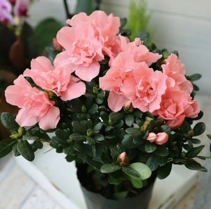 ​养好杜鹃花很简单，只要做好这几点，保准枝繁叶茂，花开满盆