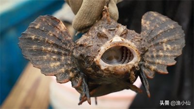 ​老虎鱼皮肤又黑又脏，即使洗干净还是如此，但是味道非常鲜美